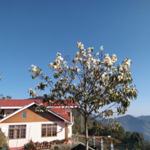 Tarey Bhir Kanchenjunga View Homestay - Ecstatic Explorers